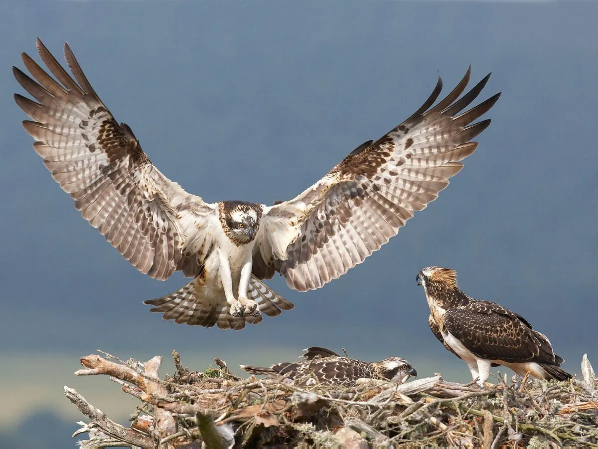 雄鹰展翅翱翔 - 四虎视频 | 野性图集